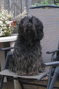 Vanna Vlinder van Deerne Dartel