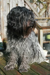 Hebe 2 1/2 jaar oud