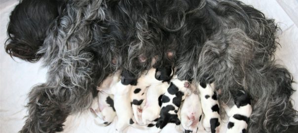 Hebe pups 2 dagen